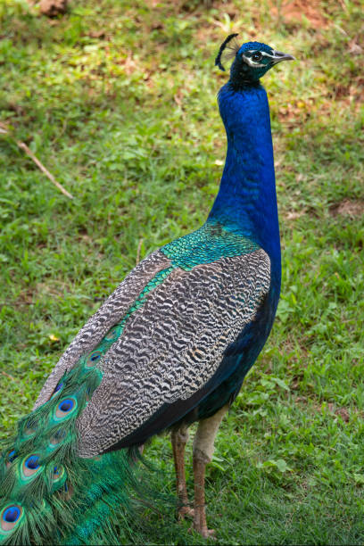 istock Peacock at the Pretoria zoo 1387112316