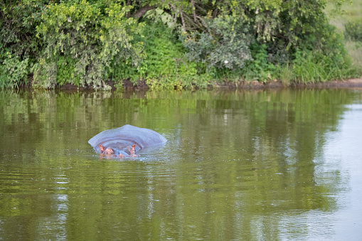 A Hippopotamus enjoys bathing and resting in the river