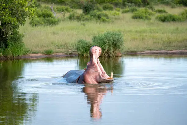 Photo of Hippopotamus with open mouth at a watering hole