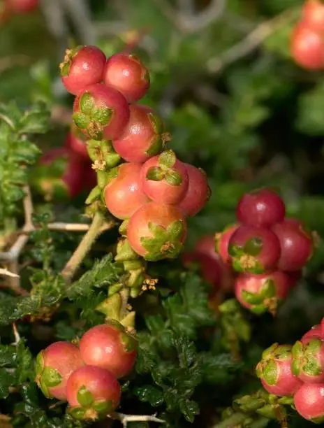 Photo of Bush Sarcopoterium spinosum ( Spiny Burnet )