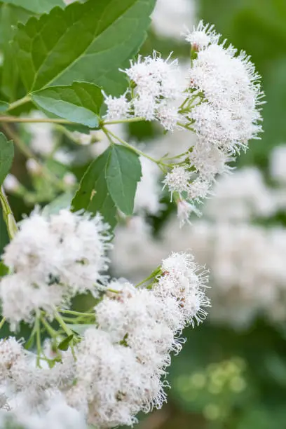 Eupatorium wrightii, also known as white mistflower, is a low-growing shrub that produces pollinator attracting white flower clusters.
