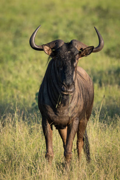 istock Wildebeest grazing in the grasslands 1387114617