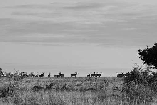 Herd of Impala grazing the green grasslands of the African wilderness reserve. The impala is a medium-sized antelope found in eastern and southern Africa