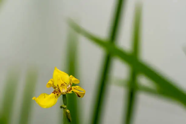 Yellow iris plants that are blooming are yellow and have green leaves, the background is blurry