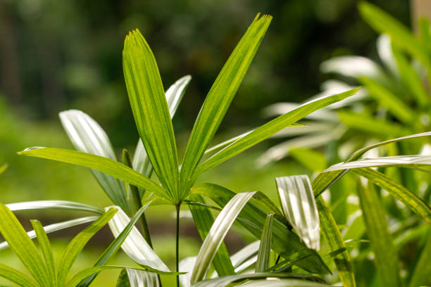 las hojas de la planta de palma raphis son verdes con hojas en forma de dedo, el fondo de las hojas verdes es borroso - raphis fotografías e imágenes de stock