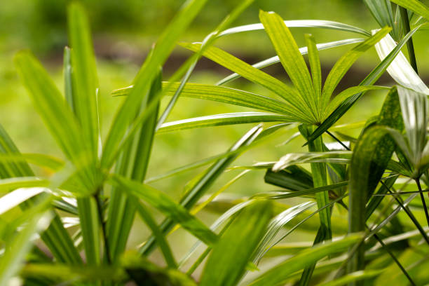 las hojas de la planta de palma raphis son verdes con hojas en forma de dedo, el fondo de las hojas verdes es borroso - raphis fotografías e imágenes de stock