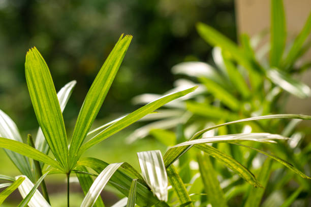 as folhas da planta de palmeira raphis são verdes com folhas em forma de dedo, o fundo das folhas verdes está embaçado - raphis - fotografias e filmes do acervo