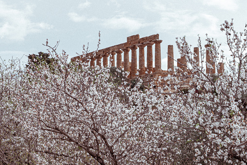 Ancient greek temple Juno  in the middle of flowering almond trees.  Agrigento, Sicily, Italy. Agrigento was one of the most important of the Greek colonies on Sicily.