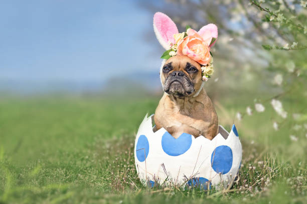 French Bulldog dog with Easter bunny ears in large egg French Bulldog dog with Easter bunny ears sitting in large egg with dots duck with hat stock pictures, royalty-free photos & images