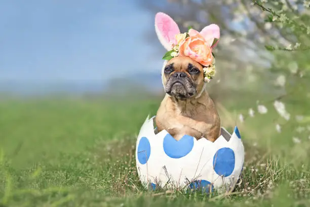 Photo of French Bulldog dog with Easter bunny ears in large egg