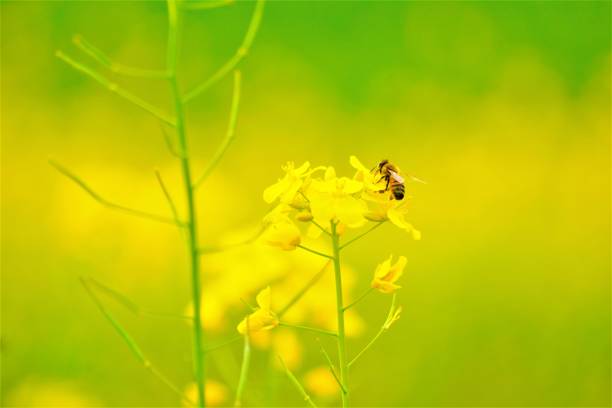 yellow rapeseed flowers
