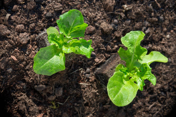 healthy food, young plants, organic, green salad, gardening