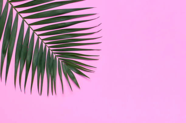 istock Tropical palm leaves on pastel pink background. Flat lay, top view, copy space. Summer background, nature. Creative minimal background with tropical leaves. Leaf pattern 1387122039