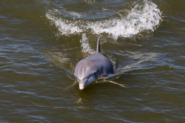 istock porpoise 1387122082