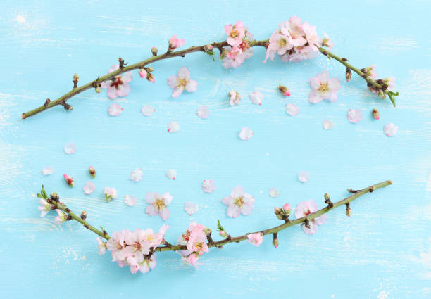 istock image of spring white cherry blossoms tree over blue wooden background. vintage filtered image 1387122277