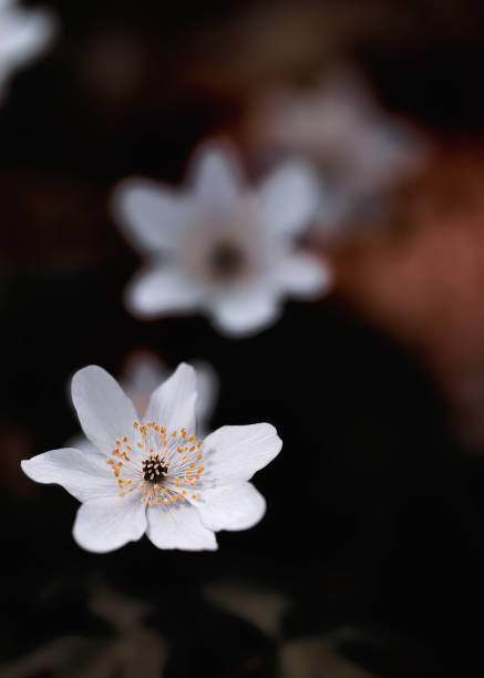 istock White flower Anemone Nemorosa closeup 1387124170