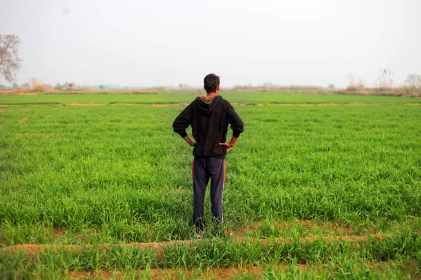 rear view of farmer standing near green field during springtime portrait outdoor in nature - developing countries farmer rice paddy asia imagens e fotografias de stock