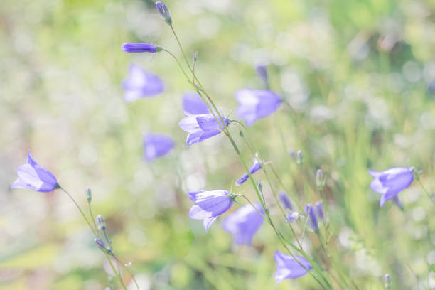 wild wildflowers bluebells in a field brightly lit by the sun and blown by the wind