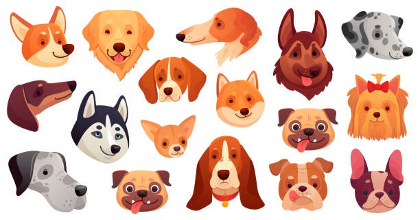 ilustraciones, imágenes clip art, dibujos animados e iconos de stock de lindas caras de perro. diferentes razas como pug, husky, dálmata, chihuahua y corgi. preciosas cabezas de cachorro. animales de raza pura - color image retriever illustration technique horizontal