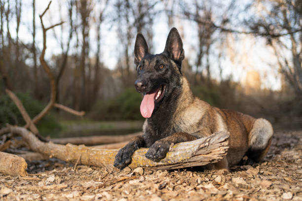 chien de berger belge malinois allongé sur les feuilles des arbres - belgian sheepdog photos et images de collection