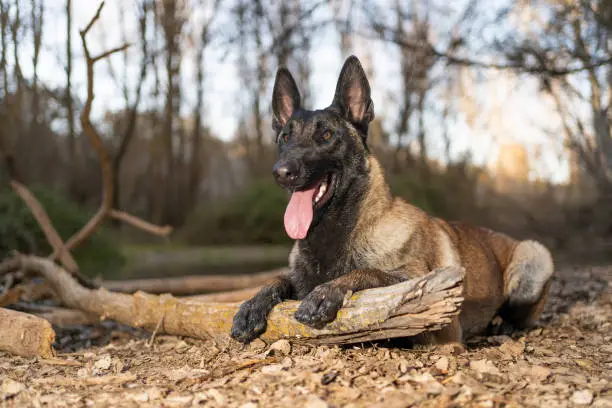Portrait of a belgian shepherd dog malinois lying on the leaves of the trees
