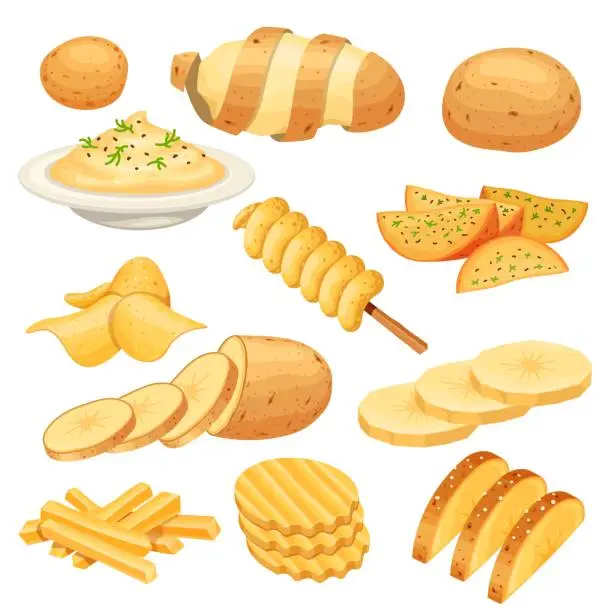 Vector illustration of Potato dish, meal, garnish, street food and snack. French fries, rustic and mash potatoes, chips. Cartoon sliced potato product vector set