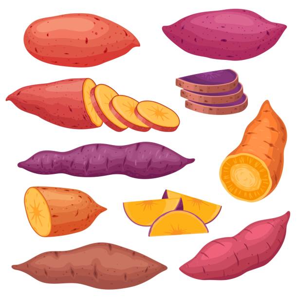 ilustraciones, imágenes clip art, dibujos animados e iconos de stock de tipos de batata de dibujos animados, ñame en rodajas o batat. papas rojas dulces al horno, bocadillo saludable de verduras calientes de otoño. conjunto vectorial de alimentos veganos naturales - ñame