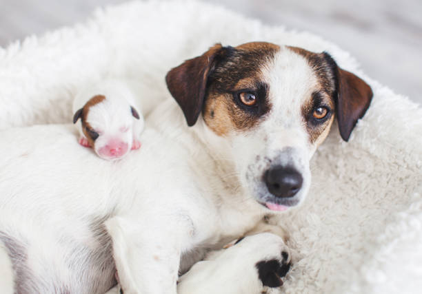 istock Newborn puppy with mother dog 1387125791