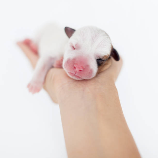 istock Newborn puppy in the palms 1387125795
