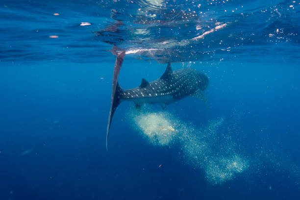 istock whale shark poop in isla mujeres 1387125805