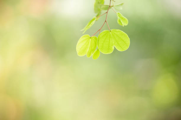 Beautiful nature view green leaf on blurred greenery background under sunlight with bokeh and copy space using as background natural plants landscape, ecology wallpaper concept.