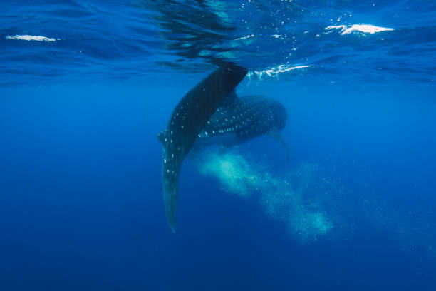 whale shark poop in isla mujeres stock photo