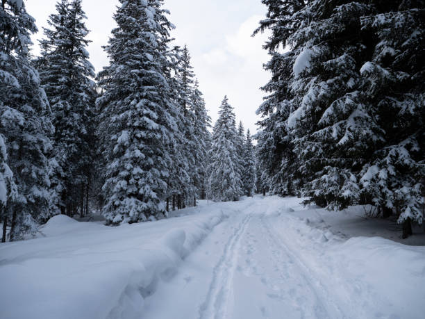 istock Snow covered pine forest in winter in the dolomites mountains background 1387125987