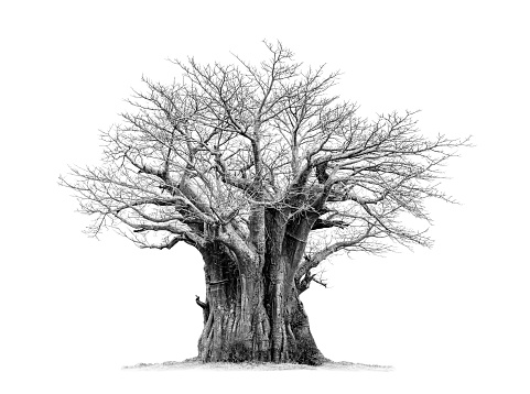 Baobab tree in black and white