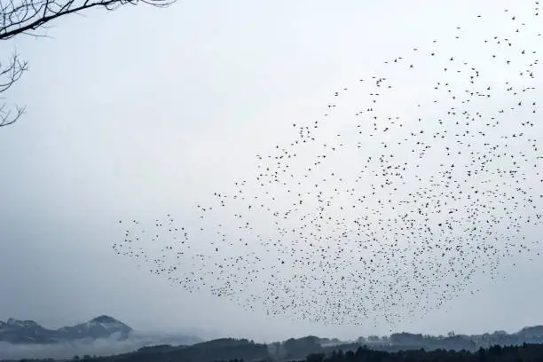 A common starling swarm near Lake Chiemsee, Bernau, Bavaria, Germany.