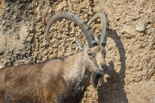 Wonderful portrait of a capricorn.