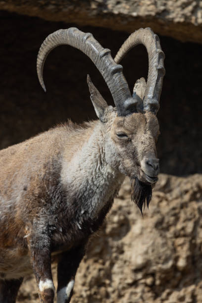 istock An ibex, also called Capra Nubiana, climbs steep cliffs as if it were no problem. Such a beautiful and powerful animal that often occurs in the Alps. 1387127334