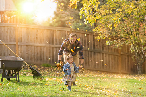 A dad takes a break from raking up Autumn leaves to play with his toddler daughter in the backyard. The man is tossing handfuls of leaves in the air as the little girl laughs and runs.