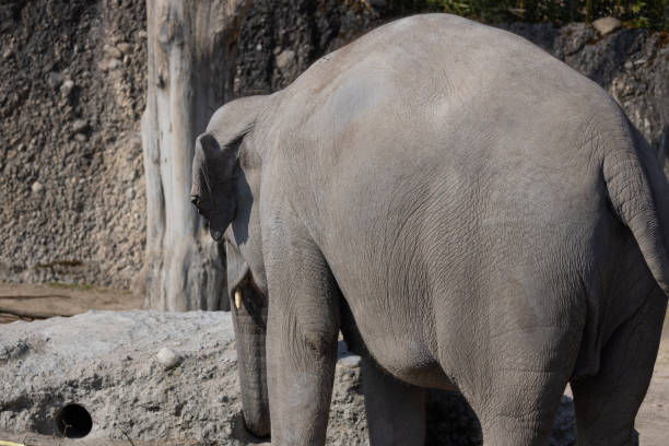 istock A large Asian elephant, also known as Elephas Maximus, leisurely strolls around its territory. A great play of light and shadow. Great sight. 1387128076
