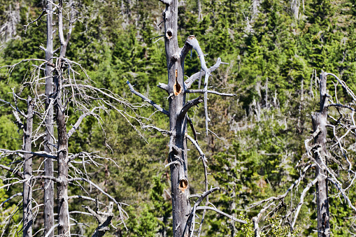 Dead dry trees of bizarre strange shape on top of the Northern taiga hills, writhen tree.