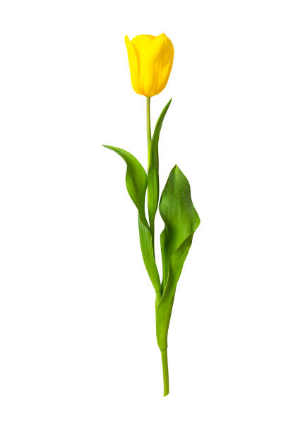 yellow tulip isolated on white background. vertical