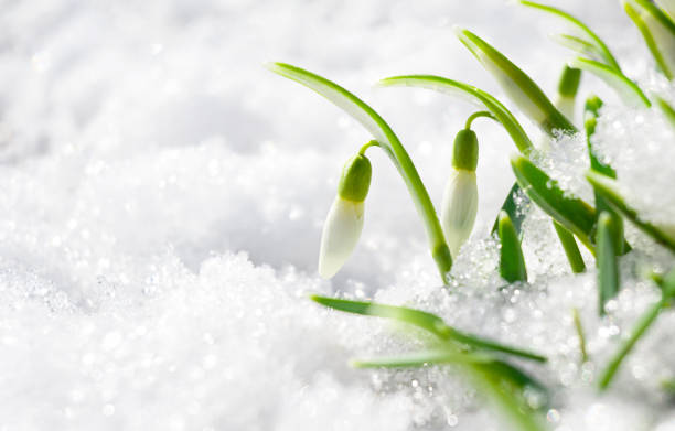 istock Snowdrop flowers in the snow. Card for holidays with copy space 1387128172