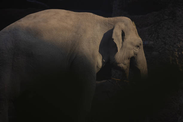 istock A large Asian elephant, also known as Elephas Maximus, leisurely strolls around its territory. A great play of light and shadow. Great sight. 1387128180