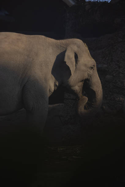 istock A large Asian elephant, also known as Elephas Maximus, leisurely strolls around its territory. A great play of light and shadow. Great sight. 1387128222