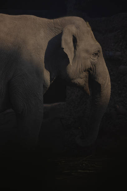 istock A large Asian elephant, also known as Elephas Maximus, leisurely strolls around its territory. A great play of light and shadow. Great sight. 1387128224