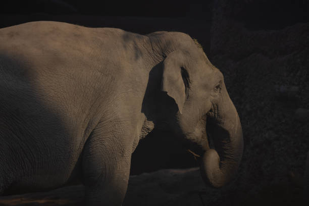 istock A large Asian elephant, also known as Elephas Maximus, leisurely strolls around its territory. A great play of light and shadow. Great sight. 1387128265
