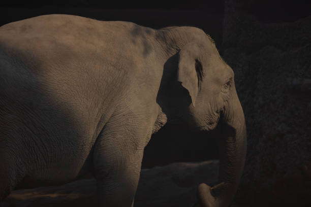 istock A large Asian elephant, also known as Elephas Maximus, leisurely strolls around its territory. A great play of light and shadow. Great sight. 1387128267