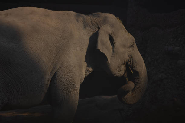 istock A large Asian elephant, also known as Elephas Maximus, leisurely strolls around its territory. A great play of light and shadow. Great sight. 1387128269