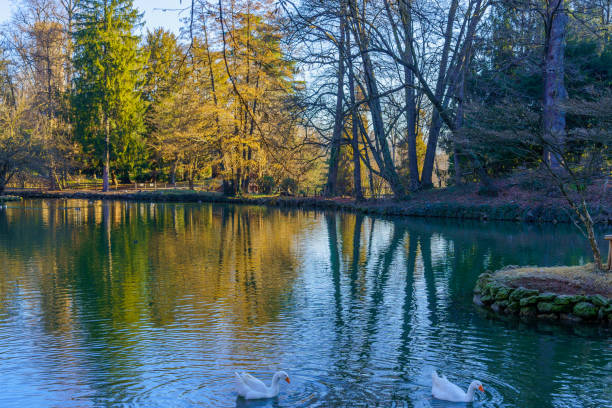 View of pond, geese, and trees, in the Monza Park, on a clear winter day. Monza, Lombardy, Northern Italy