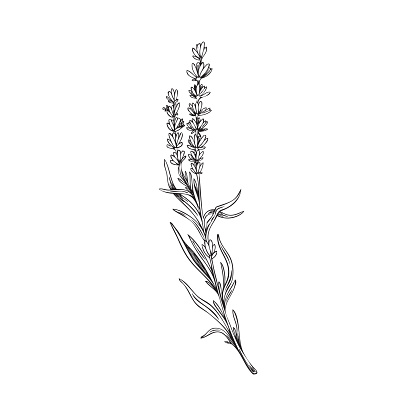 Lavender bouquet of few plant branches or twigs, hand drawn black line vector illustration isolated on white background. Lavender flowers for monogram and card design.